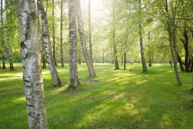 Açık bir günde yeşil orman parkına giden yol. Güçlü ağaçlar, bitkiler. Yumuşak güneş ışığı, güneş ışığı, gölgeler. Avrupa 'da yaz. Doğa, çevre, ekoloji, eko-turizm, yürüyüş, yürüyüş, keşif