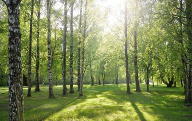Açık bir günde yeşil orman parkına giden yol. Güçlü ağaçlar, bitkiler. Yumuşak güneş ışığı, güneş ışığı, gölgeler. Avrupa 'da yaz. Doğa, çevre, ekoloji, eko-turizm, yürüyüş, yürüyüş, keşif