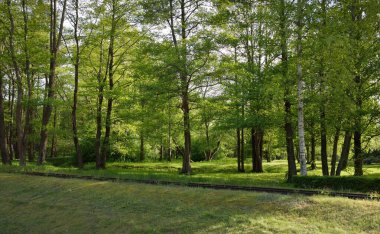 Yaprak döken bir ormanda (halk parkında) dar ölçülü demiryolu. Idyllic yaz manzarası. Letonya 'da sızıntı var. Ulusal simgeler, retro ulaşım, tarih, geçmiş, tarihi yeniden canlandırma, yeniden canlandırma kavramları