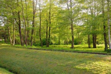Yaprak döken bir ormanda (halk parkında) dar ölçülü demiryolu. Idyllic yaz manzarası. Letonya 'da sızıntı var. Ulusal simgeler, retro ulaşım, tarih, geçmiş, tarihi yeniden canlandırma, yeniden canlandırma kavramları