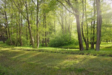Yaprak döken bir ormanda (halk parkında) dar ölçülü demiryolu. Idyllic yaz manzarası. Letonya 'da sızıntı var. Ulusal simgeler, retro ulaşım, tarih, geçmiş, tarihi yeniden canlandırma, yeniden canlandırma kavramları