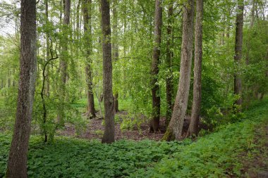 Açık bir günde yeşil orman parkına giden yol. Güçlü ağaçlar, bitkiler. Yumuşak güneş ışığı, güneş ışığı, gölgeler. Avrupa 'da yaz. Doğa, çevre, ekoloji, eko-turizm, yürüyüş, yürüyüş, keşif