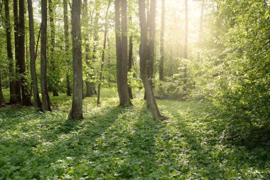 Açık bir günde yeşil orman parkına giden yol. Güçlü ağaçlar, bitkiler. Yumuşak güneş ışığı, güneş ışığı, gölgeler. Avrupa 'da yaz. Doğa, çevre, ekoloji, eko-turizm, yürüyüş, yürüyüş, keşif