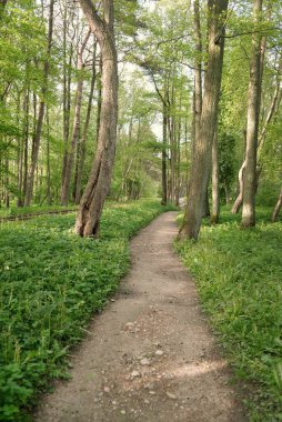 Görkemli yeşil bir yaprak döken yol ve çam ormanları parkında. Doğal tünel. Güçlü ağaç siluetleri. Güneş ışığı, yumuşak güneş ışığı. Atmosferik rüya gibi yaz manzarası. Saf doğa, ekoloji