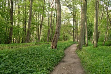 Görkemli yeşil bir yaprak döken yol ve çam ormanları parkında. Doğal tünel. Güçlü ağaç siluetleri. Güneş ışığı, yumuşak güneş ışığı. Atmosferik rüya gibi yaz manzarası. Saf doğa, ekoloji