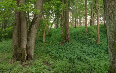 Açık bir günde yeşil orman parkına giden yol. Güçlü ağaçlar, bitkiler. Yumuşak güneş ışığı, güneş ışığı, gölgeler. Avrupa 'da yaz. Doğa, çevre, ekoloji, eko-turizm, yürüyüş, yürüyüş, keşif