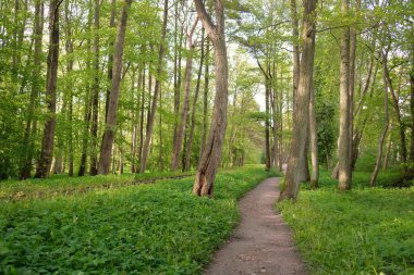 Görkemli yeşil bir yaprak döken yol ve çam ormanları parkında. Doğal tünel. Güçlü ağaç siluetleri. Güneş ışığı, yumuşak güneş ışığı. Atmosferik rüya gibi yaz manzarası. Saf doğa, ekoloji