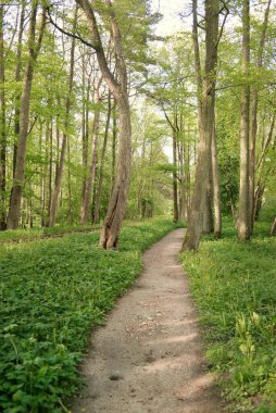 Görkemli yeşil bir yaprak döken yol ve çam ormanları parkında. Doğal tünel. Güçlü ağaç siluetleri. Güneş ışığı, yumuşak güneş ışığı. Atmosferik rüya gibi yaz manzarası. Saf doğa, ekoloji