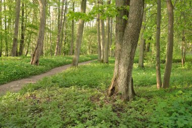 Açık bir günde yeşil orman parkına giden yol. Güçlü ağaçlar, bitkiler. Yumuşak güneş ışığı, güneş ışığı, gölgeler. Avrupa 'da yaz. Doğa, çevre, ekoloji, eko-turizm, yürüyüş, yürüyüş, keşif
