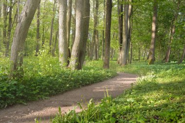 Görkemli yeşil bir yaprak döken yol ve çam ormanları parkında. Doğal tünel. Güçlü ağaçlar, bitkiler. Güneş ışığı, yumuşak güneş ışığı. Atmosferik rüya gibi yaz manzarası. Saf doğa, ekoloji