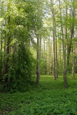 Açık bir günde yeşil orman parkına giden yol. Güçlü ağaçlar, bitkiler. Yumuşak güneş ışığı, güneş ışığı, gölgeler. Avrupa 'da yaz. Doğa, çevre, ekoloji, eko-turizm, yürüyüş, yürüyüş, keşif