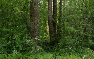Açık bir günde yeşil orman parkına giden yol. Güçlü ağaçlar, bitkiler. Yumuşak güneş ışığı, güneş ışığı, gölgeler. Avrupa 'da yaz. Doğa, çevre, ekoloji, eko-turizm, yürüyüş, yürüyüş, keşif