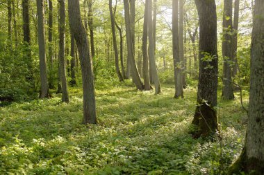 Açık bir günde yeşil orman parkına giden yol. Güçlü ağaçlar, bitkiler. Yumuşak güneş ışığı, güneş ışığı, gölgeler. Avrupa 'da yaz. Doğa, çevre, ekoloji, eko-turizm, yürüyüş, yürüyüş, keşif