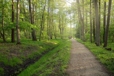 Görkemli yeşil bir yaprak döken yol ve çam ormanları parkında. Doğal tünel. Güçlü ağaçlar, bitkiler. Güneş ışığı, yumuşak güneş ışığı. Atmosferik rüya gibi yaz manzarası. Saf doğa, ekoloji