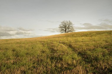 Tarlaya sürülmüş bir tarlanın yeşil tepesindeki yalnız ve kudretli meşe ağacına giden yol. Idyllic sonbahar manzarası. Doğa, çevre, sessizlik, yalnızlık, özgürlük kavramları