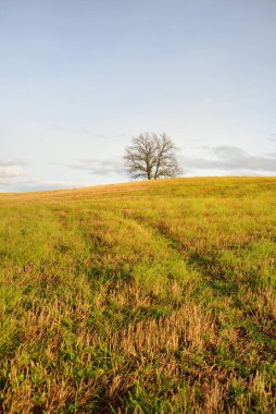 Tarlaya sürülmüş bir tarlanın yeşil tepesindeki yalnız ve kudretli meşe ağacına giden yol. Idyllic sonbahar manzarası. Doğa, çevre, sessizlik, yalnızlık, özgürlük kavramları