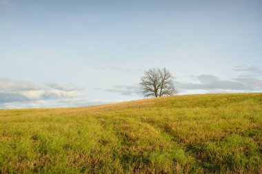 Tarlaya sürülmüş bir tarlanın yeşil tepesindeki yalnız ve kudretli meşe ağacına giden yol. Idyllic sonbahar manzarası. Doğa, çevre, sessizlik, yalnızlık, özgürlük kavramları