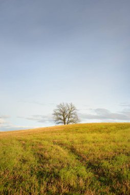 Tarlaya sürülmüş bir tarlanın yeşil tepesindeki yalnız ve kudretli meşe ağacına giden yol. Idyllic sonbahar manzarası. Doğa, çevre, sessizlik, yalnızlık, özgürlük kavramları