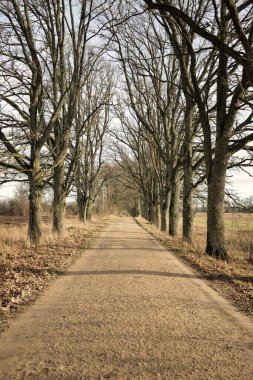 Güneşli bir günde ağaçların arasından geçen kırsal yol. Doğal tünel. Sonbahar mevsimi, sonbaharın başı. Atmosferik manzara. Doğa, ekoloji, eko-turizm, bisiklet, kuzey yürüyüşü kavramları