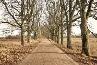 Güneşli bir günde ağaçların arasından geçen kırsal yol. Doğal tünel. Sonbahar mevsimi, sonbaharın başı. Atmosferik manzara. Doğa, ekoloji, eko-turizm, bisiklet, kuzey yürüyüşü kavramları