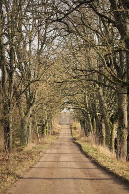 Güneşli bir günde ağaçların arasından geçen kırsal yol. Doğal tünel. Sonbahar mevsimi, sonbaharın başı. Atmosferik manzara. Doğa, ekoloji, eko-turizm, bisiklet, kuzey yürüyüşü kavramları