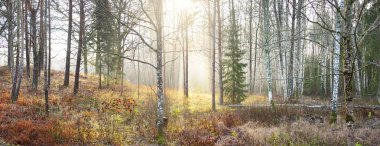 Sabah sisinde görkemli bir orman. Güçlü çam ağaçları, ladin ağaçları, kuru bitkiler. Yumuşak altın güneş ışığı. Sonbahar mevsimi, erken kış. Doğa, ekoloji, çevre koruma