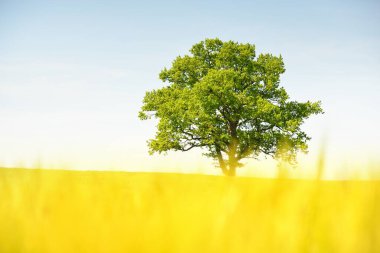 Güneşli bir yaz gününde, yeşil bir tarla tarlasında yalnız ve kudretli bir meşe ağacı. Açık mavi gökyüzü, gün ışığı. Saf doğa, çevre, ekoloji, barışın sembolü