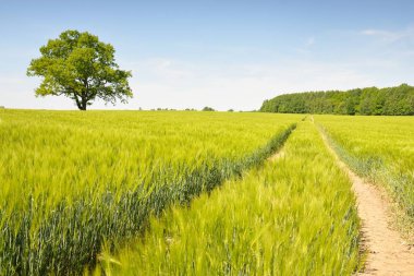 Tarlaya sürülmüş tarla ve ormanın yeşil tepeleri. Idyllic yaz kırsal manzarası. Yağmurdan sonra gökyüzü açık. Saf doğa, çevre, çiftlik, kırsal yaşam, eko-turizm. Panoramik görünüm