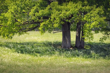 Yeşil orman parkı açık bir günde. Ulu meşe ağaçlarının arasından geçen yol. Yumuşak güneş ışığı. Avrupa 'da yaz. Doğa, çevre, ekoloji, eko-turizm, yürüyüş, yürüyüş. Panoramik görünüm