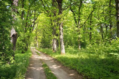 Yeşil bir orman parkında tek şeritli kırsal yol (ara yol, patika). Yaprak döken ağaçlar, bitkiler. Yumuşak güneş ışığı, güneş ışığı, güneş ışığı. Doğa, ekoloji, eko-turizm, yürüyüş, bisiklet, İskandinav yürüyüş temaları