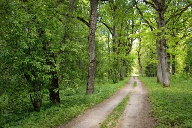 Yeşil bir orman parkında tek şeritli kırsal yol (ara yol, patika). Yaprak döken ağaçlar, bitkiler. Yumuşak güneş ışığı, güneş ışığı, güneş ışığı. Doğa, ekoloji, eko-turizm, yürüyüş, bisiklet, İskandinav yürüyüş temaları