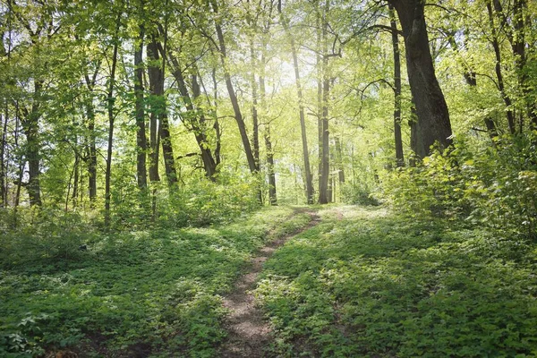 Weg Allee Durch Den Grünen Waldpark Einem Klaren Tag Sanftes — Stockfoto