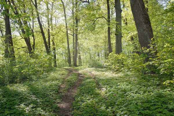 Açık Bir Günde Yeşil Orman Parkı Ndan Geçen Patika Yumuşak — Stok fotoğraf
