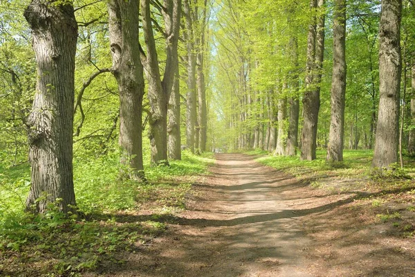 Путь Через Зеленый Лесопарк Ясный День Мягкий Солнечный Свет Солнечные — стоковое фото