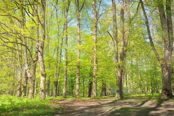 天气晴朗的时候 穿过绿林公园的小路 柔和的阳光 夏天从欧洲开始 Nature Environment Ecology Ecotourism Hiking Walking — 图库照片