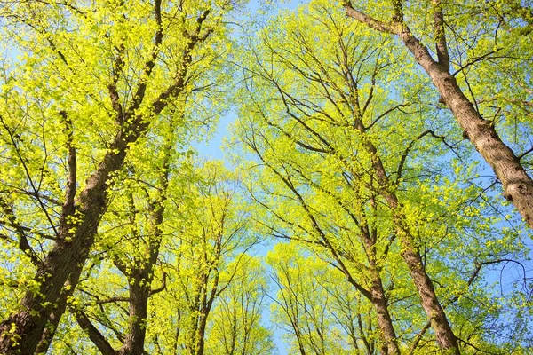 Pathway Alley Green Forest Park Clear Day Soft Sunlight Sunbeams — Stock Photo, Image