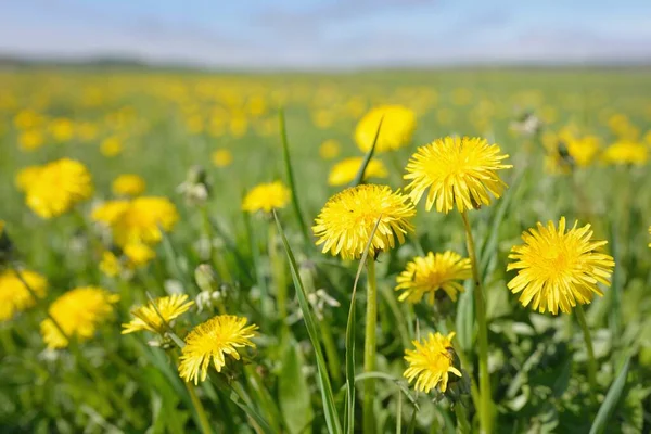 Green Field Blooming Yellow Dandelion Flowers Clear Sunny Day Idyllic — Stock Photo, Image