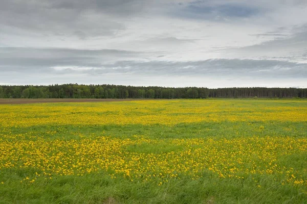 Zelené Pole Kvetoucí Žluté Květy Pampelišky Jasného Slunečného Dne Idylická — Stock fotografie