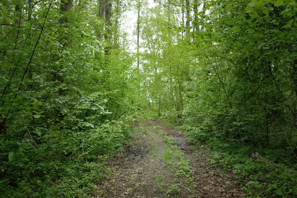 Vägen Genom Kullarna Mörk Lövskog Och Vintergrön Skog Tall Granar — Stockfoto