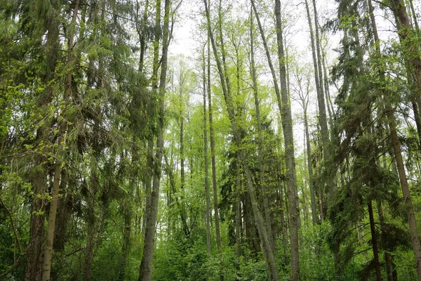 Путь Через Холмы Тёмного Лиственного Вечнозеленого Леса Сосна Ели Бревна — стоковое фото