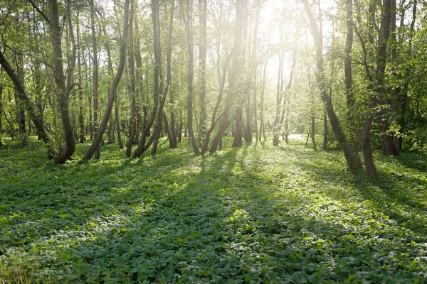 Caminho Através Parque Florestal Verde Dia Claro Árvores Fortes Plantas — Fotografia de Stock