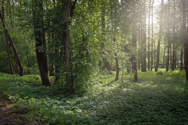 Parcours Travers Parc Forestier Vert Par Temps Clair Des Arbres — Photo