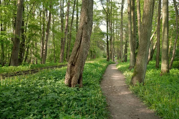 Camino Majestuoso Parque Verde Caducifolio Bosque Pinos Túnel Natural Poderosas — Foto de Stock