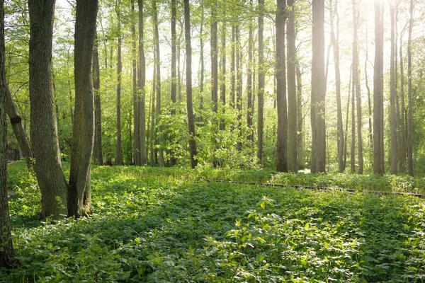 天气晴朗 穿过绿林公园的小径 高大的树木 柔和的阳光 夏天在欧洲 Nature Environment Ecology Ecotourism Hiking — 图库照片