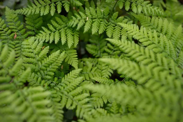 Waldboden Aus Grünen Farnblättern Nahaufnahme Florales Muster Textur Hintergrund Frühling — Stockfoto