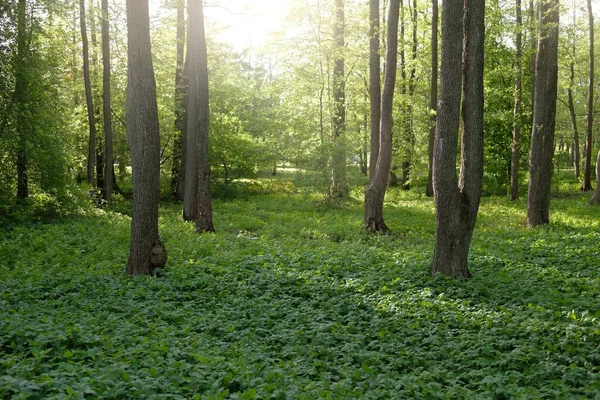 Vägen Genom Den Gröna Skogsparken Klar Dag Mäktiga Träd Växter — Stockfoto