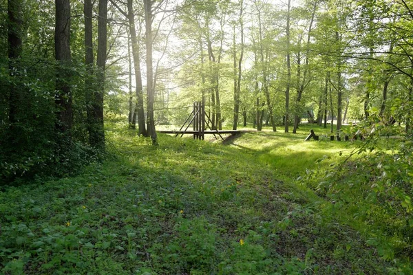 공원을 나무들 식물들 부드러운 그림자 유럽의 생태관광 하이킹 — 스톡 사진