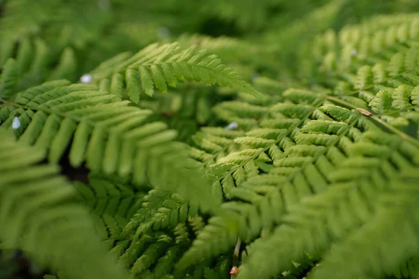 Yeşil Eğreltiotu Yapraklarından Oluşan Orman Tabanı Yakın Plan Çiçek Deseni — Stok fotoğraf