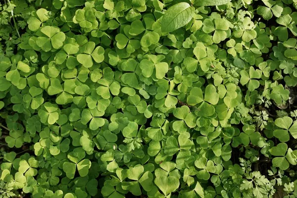 森林地面的绿色三叶草叶 植物学 吉祥象征 蜂蜜生产和民间医药概念 — 图库照片