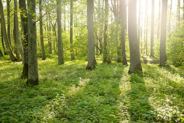 天气晴朗 穿过绿林公园的小径 高大的树木 柔和的阳光 夏天在欧洲 Nature Environment Ecology Ecotourism Hiking — 图库照片